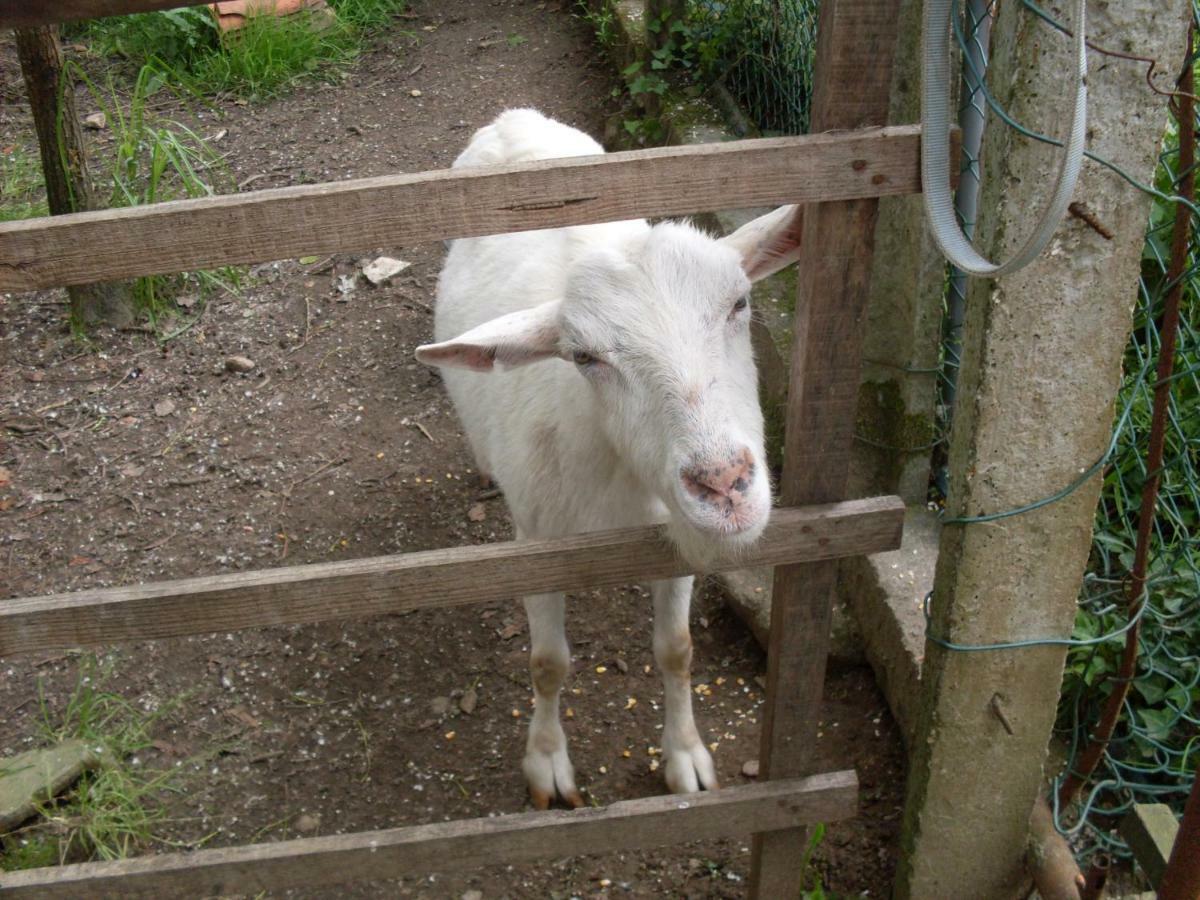 Casa Do Moinho Rural Campo E Praia , 9 Pessoas, Animais Benvindos Espinho  Exterior photo